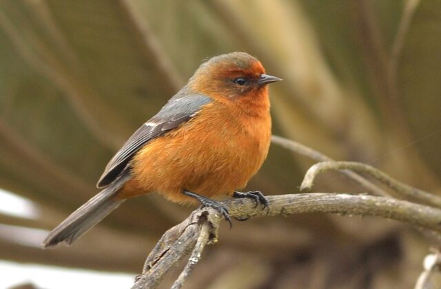 Rufous-browed Conebill