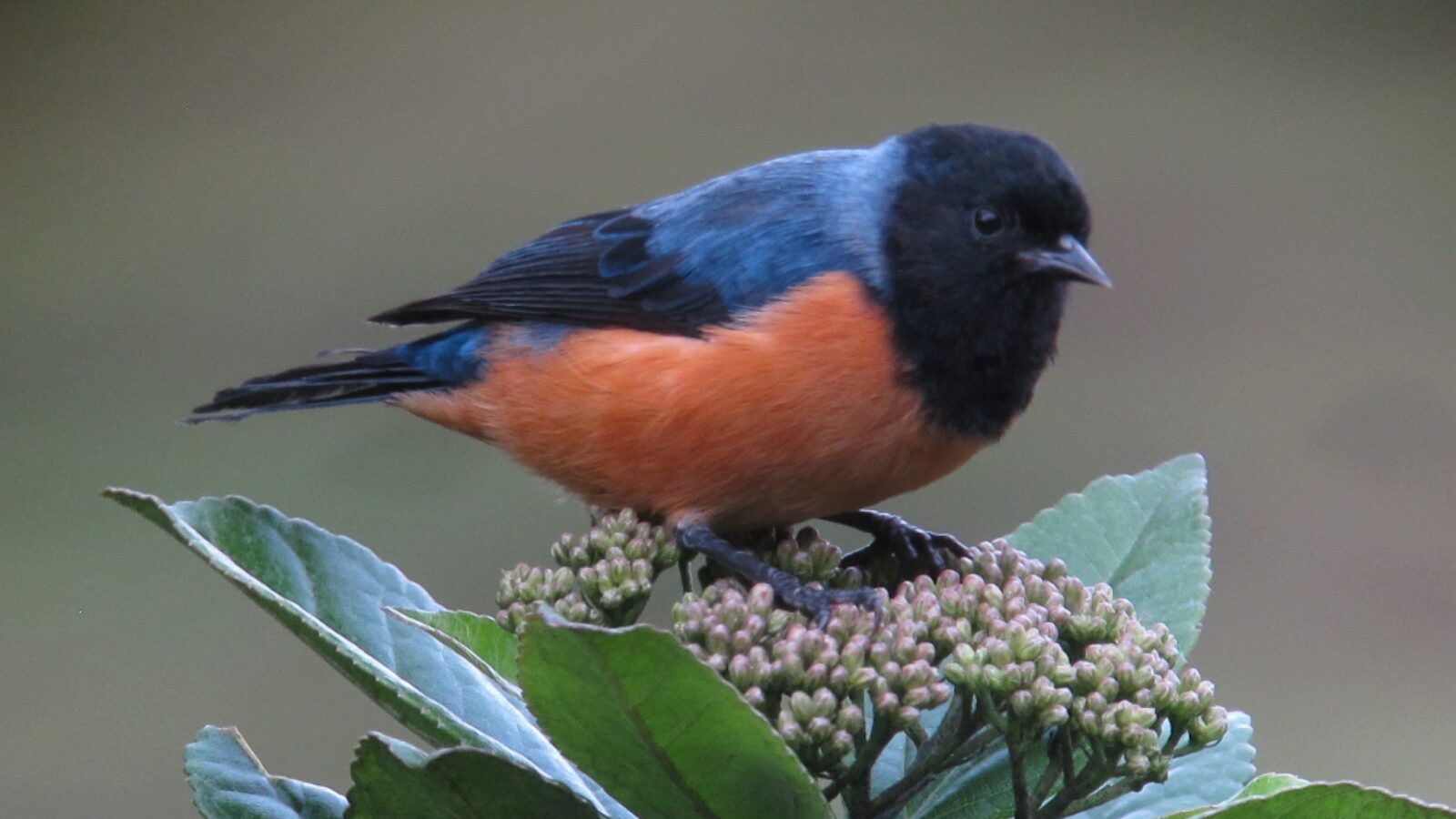 Blue-backed Conebill
