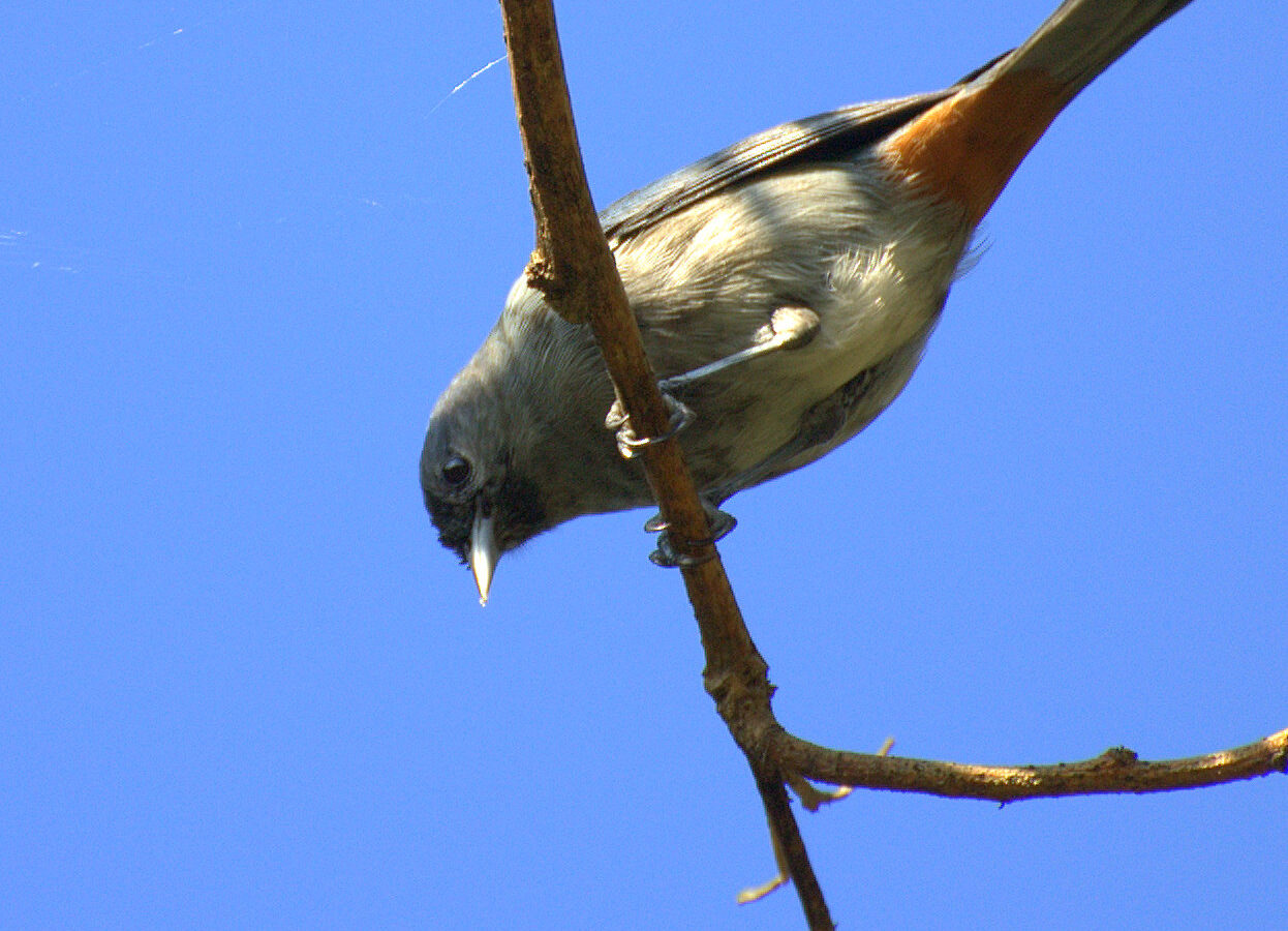 Chestnut-vented Conebill