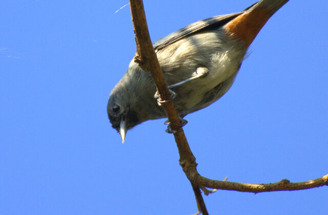 Chestnut-vented Conebill