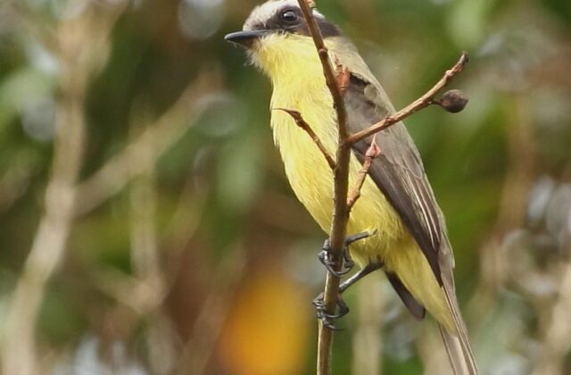 Three-striped Flycatcher