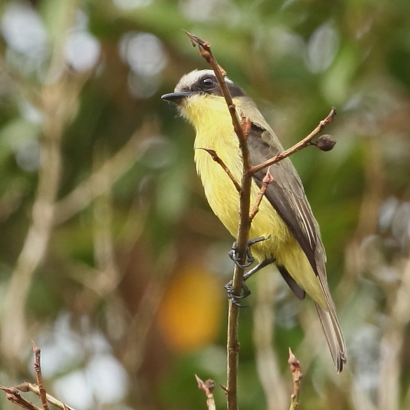 Three-striped Flycatcher