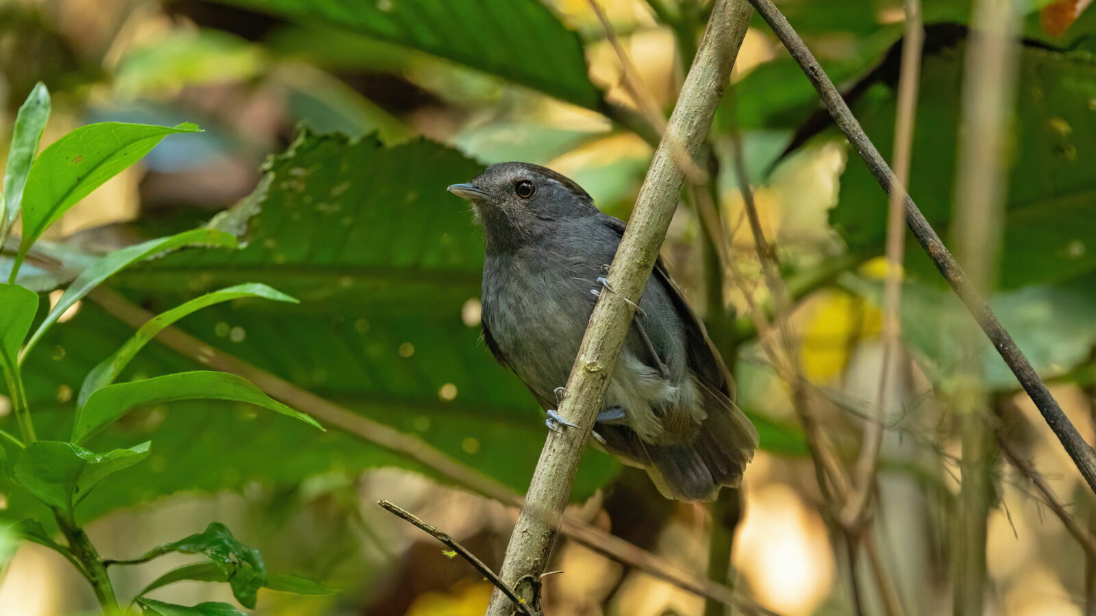 Slaty Gnateater