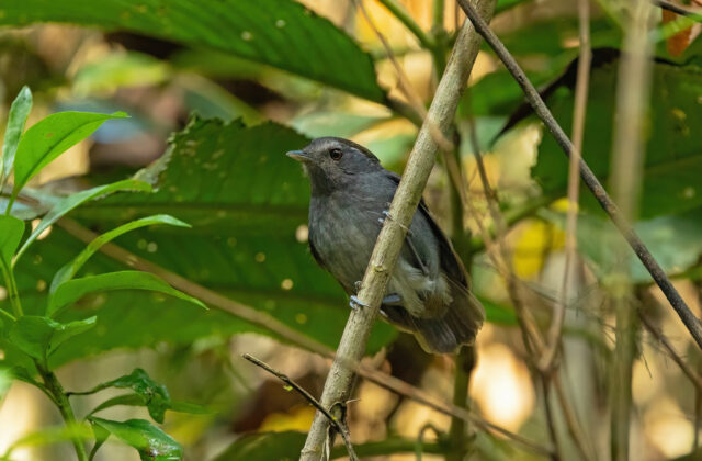 Slaty Gnateater