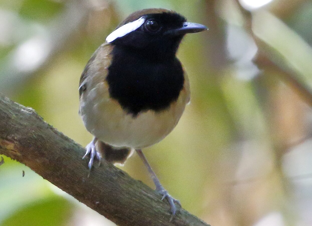 Black-breasted Gnateater