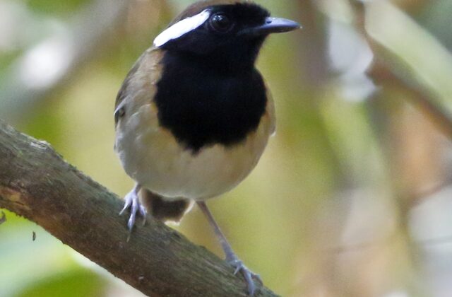 Black-breasted Gnateater