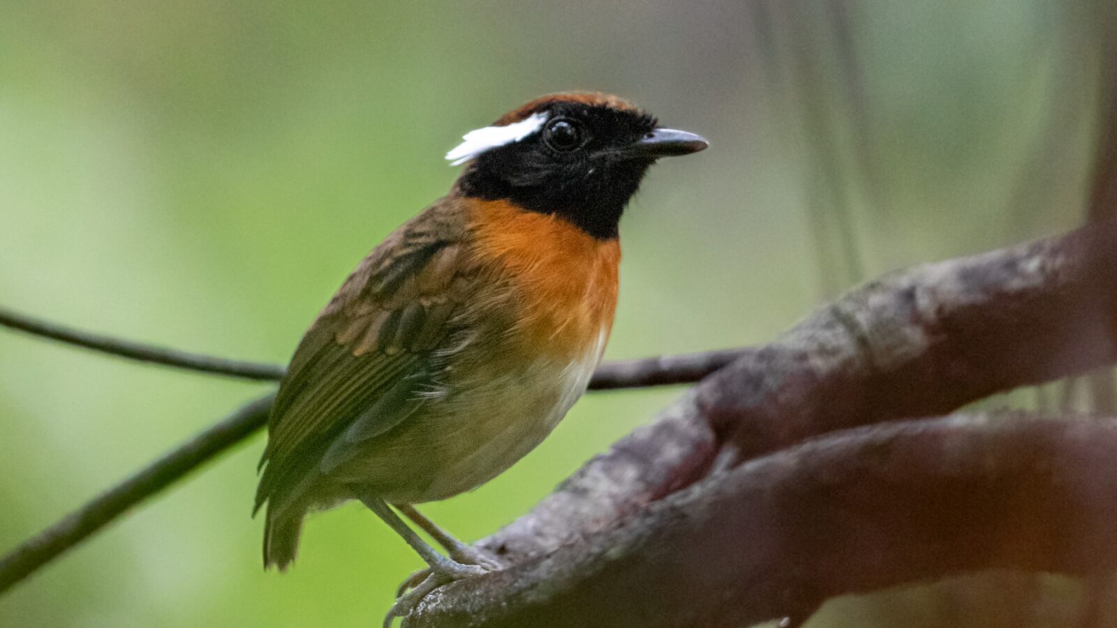Chestnut-belted Gnateater