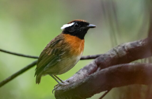 Chestnut-belted Gnateater