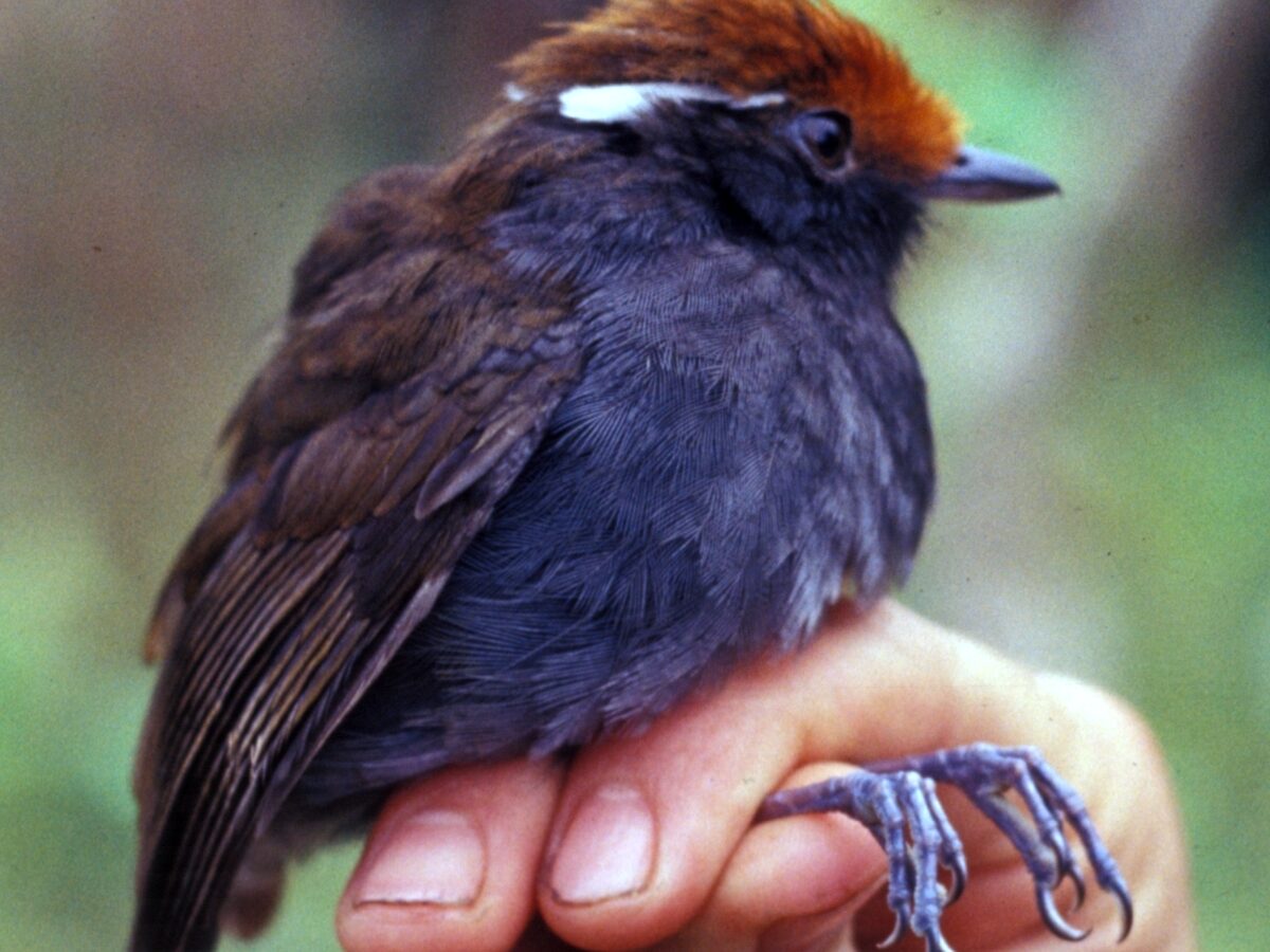 Chestnut-crowned Gnateater