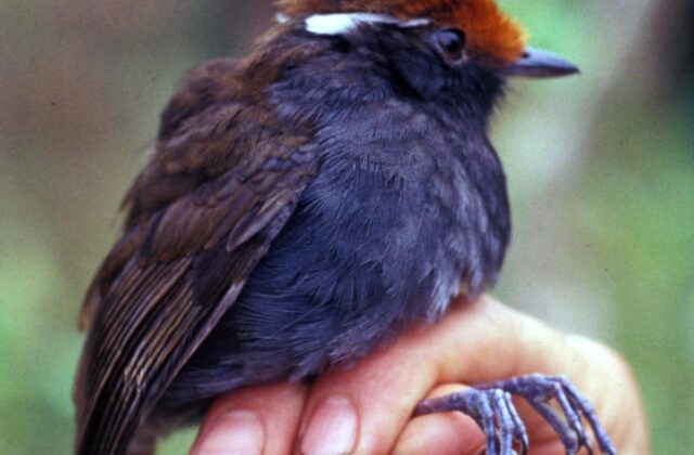 Chestnut-crowned Gnateater