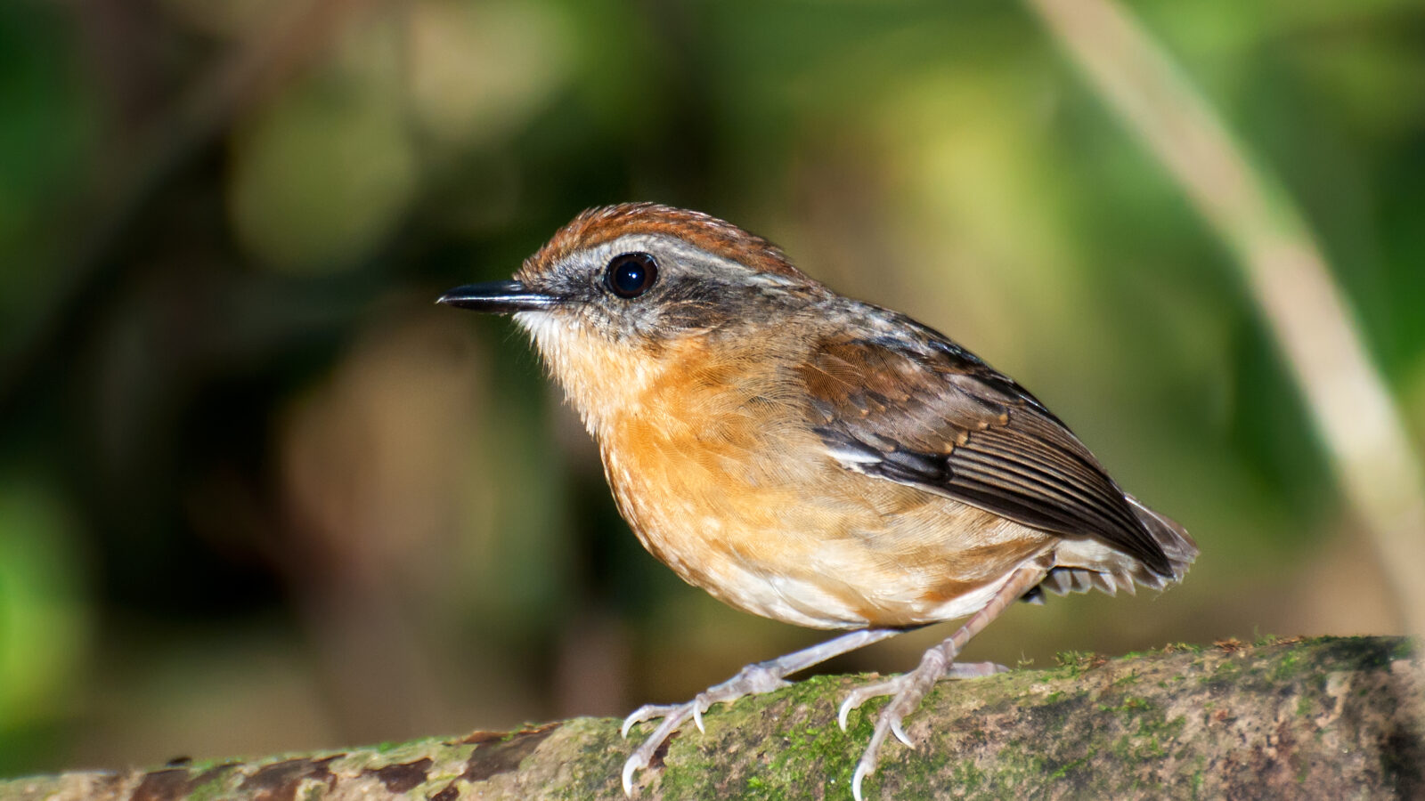 Black-cheeked Gnateater