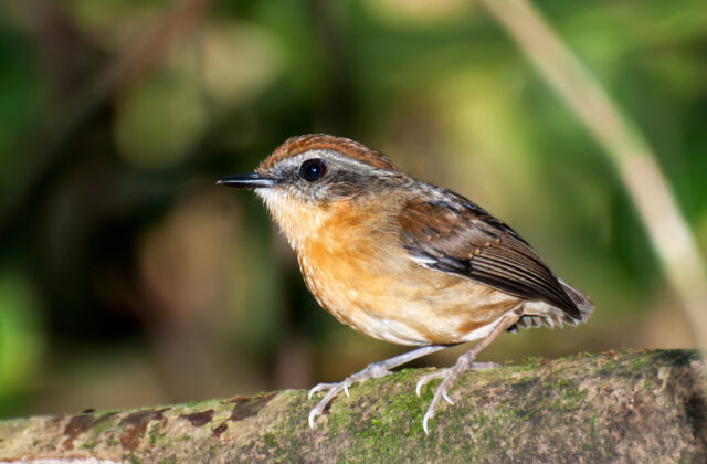 Black-cheeked Gnateater