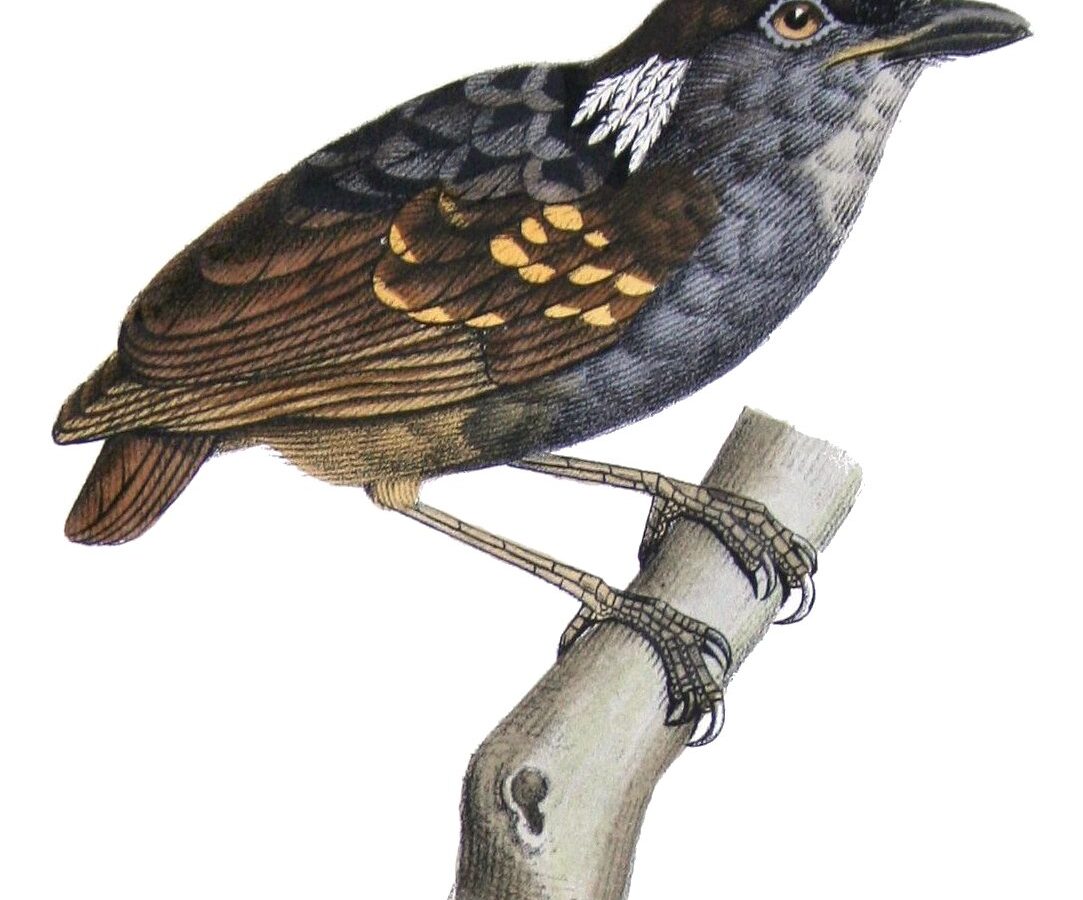 Ash-throated Gnateater