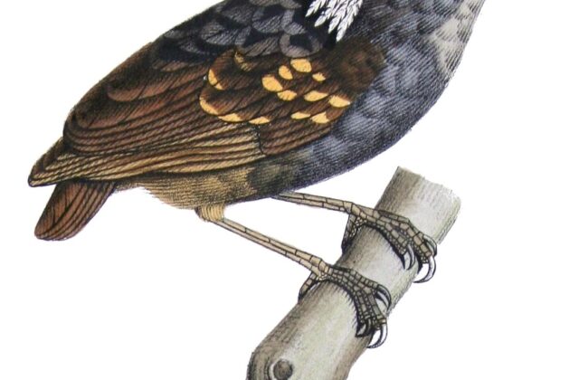 Ash-throated Gnateater