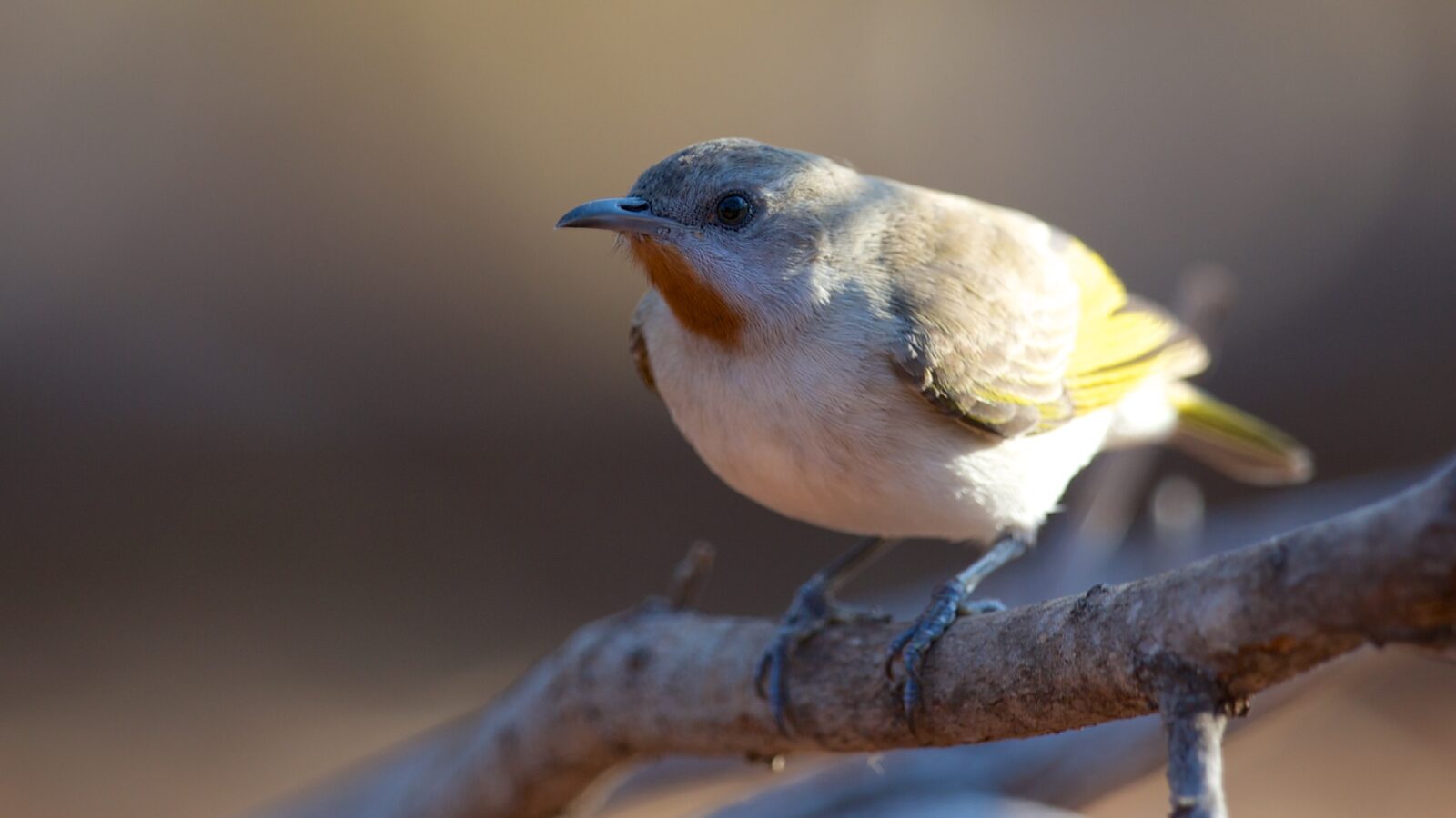 Rufous-throated Honeyeater