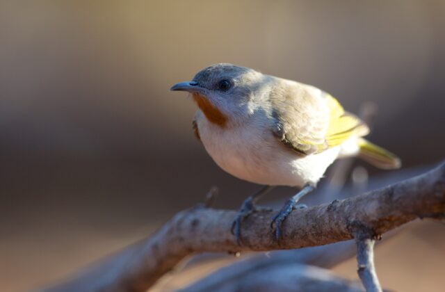 Rufous-throated Honeyeater