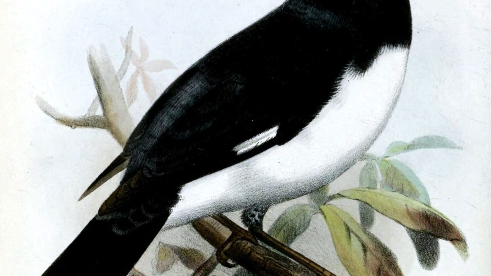 Black-and-white Tanager
