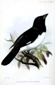 Black-and-white Tanager
