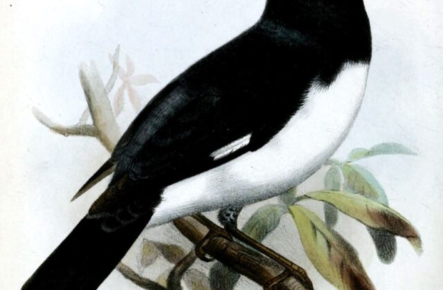 Black-and-white Tanager
