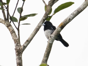 Cone-billed Tanager