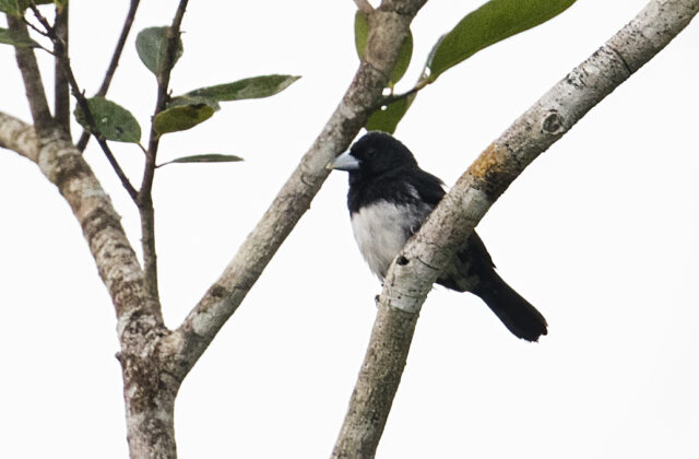Cone-billed Tanager
