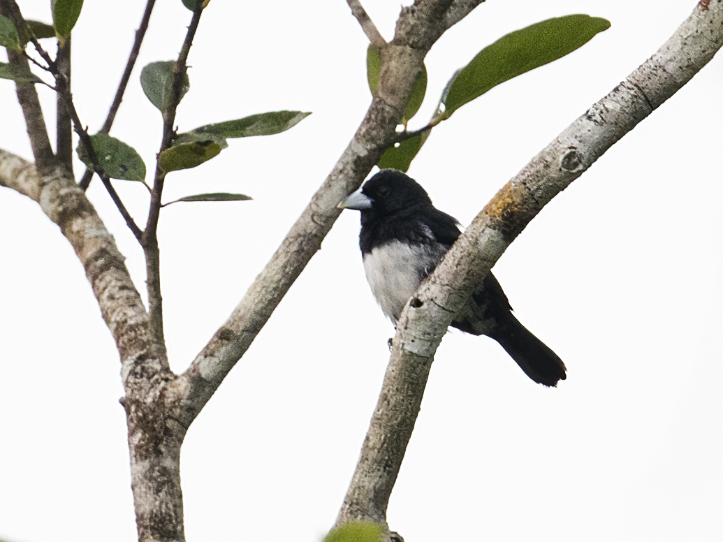 Cone-billed Tanager
