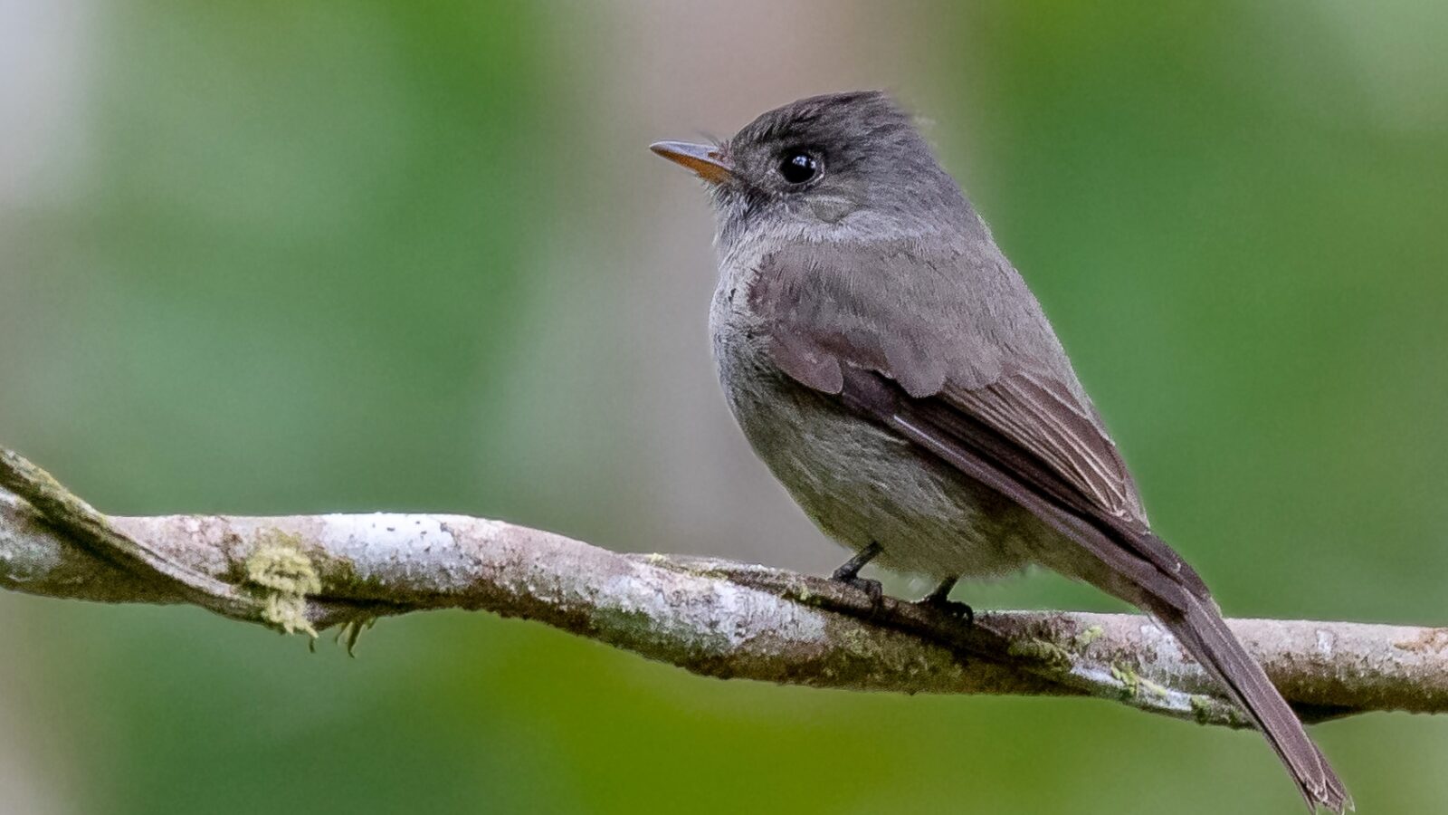 Southern Tropical Pewee