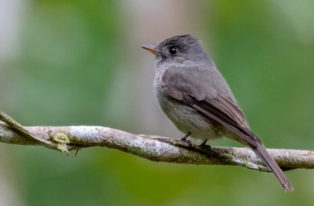 Southern Tropical Pewee