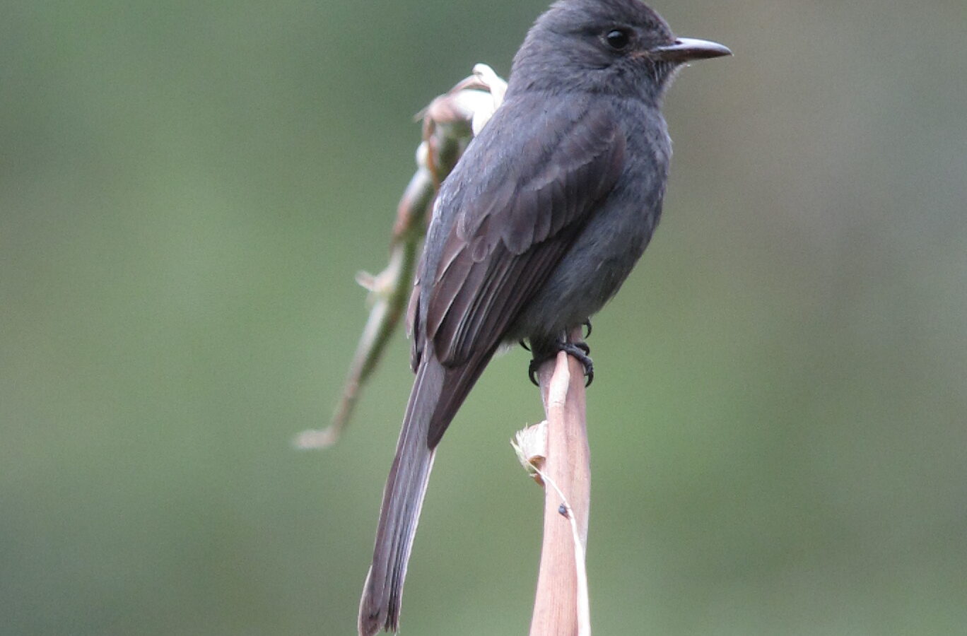 Smoke-colored Pewee