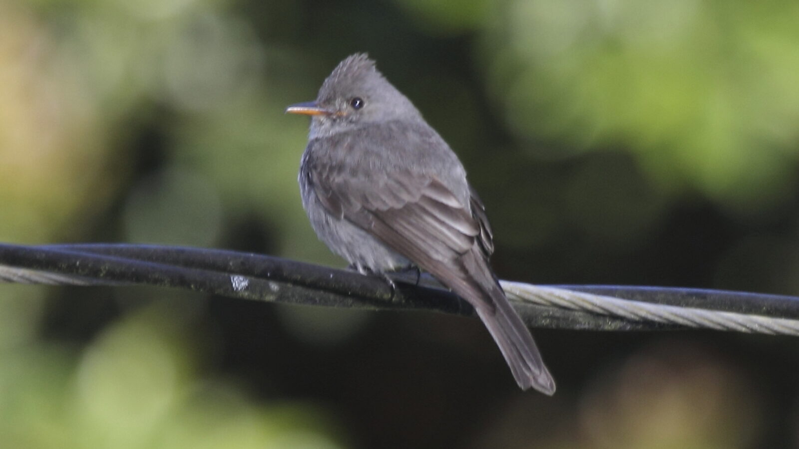 Dark Pewee