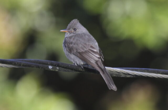 Dark Pewee
