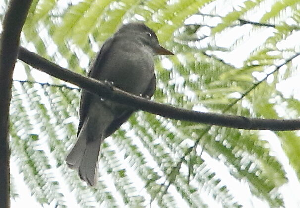 Blackish Pewee