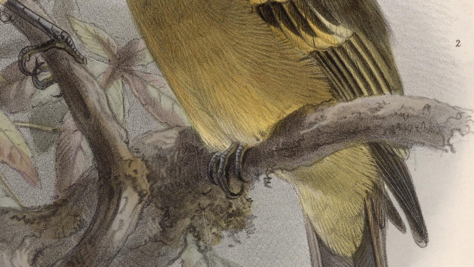 Ochraceous Pewee