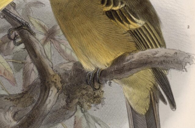 Ochraceous Pewee