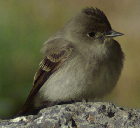 Western Wood Pewee