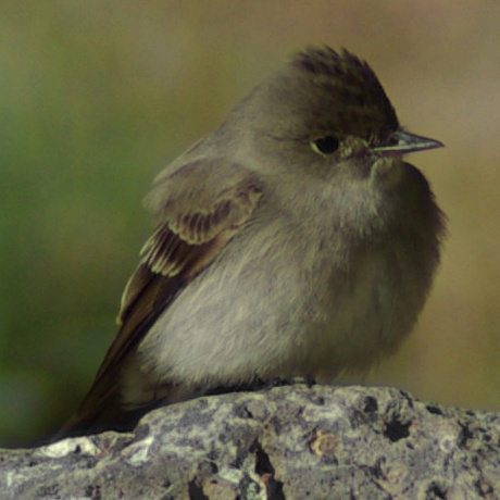 Western Wood Pewee