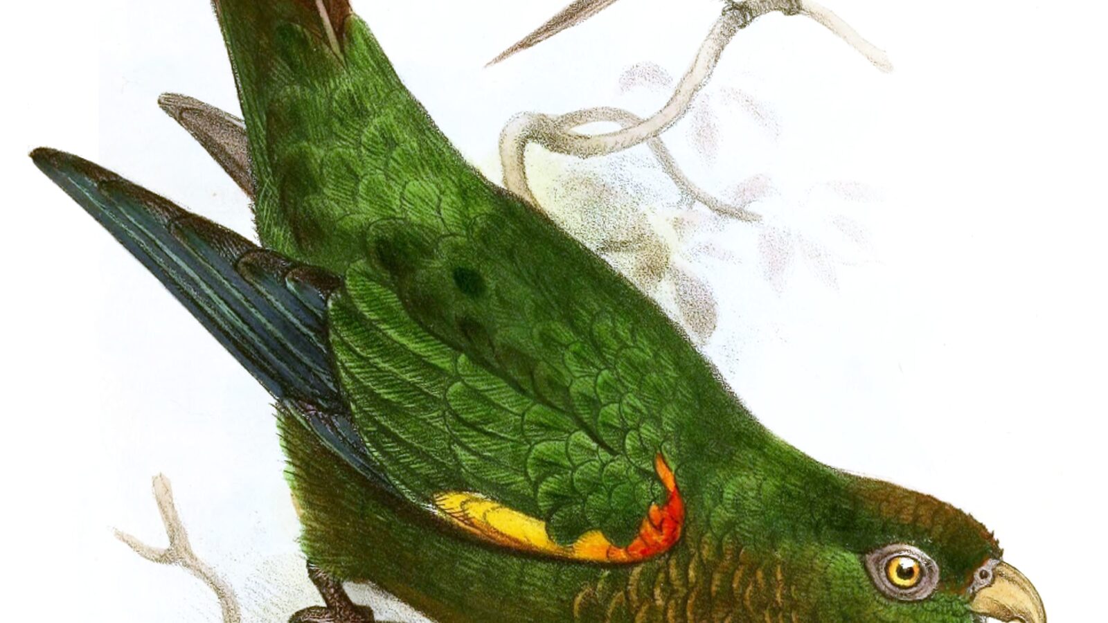 Fiery-shouldered Parakeet