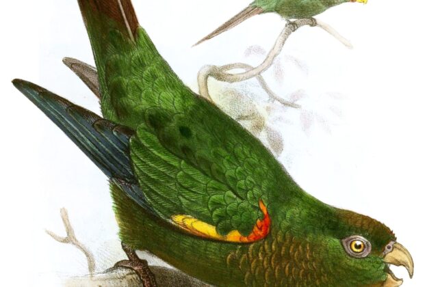 Fiery-shouldered Parakeet