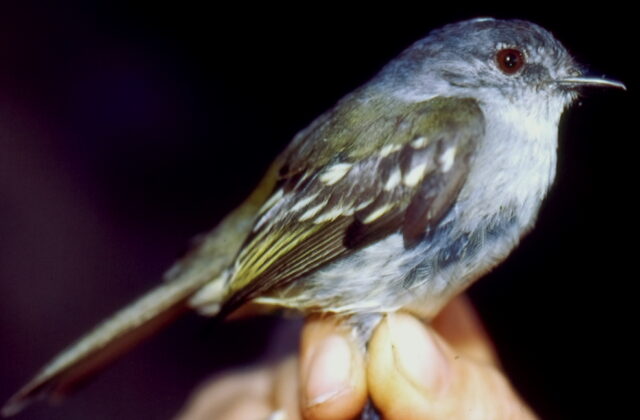 Foothill Elaenia