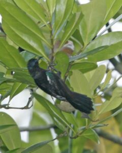 Copper-throated Sunbird