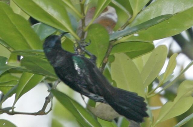 Copper-throated Sunbird