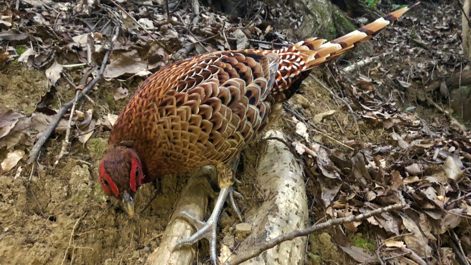 Copper Pheasant