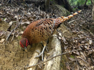 Copper Pheasant