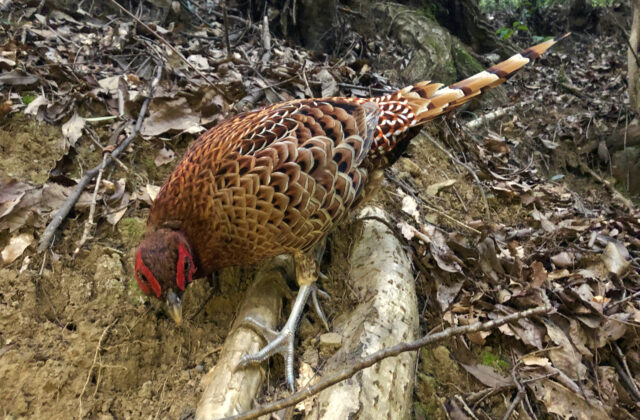 Copper Pheasant