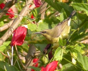 Copper Sunbird