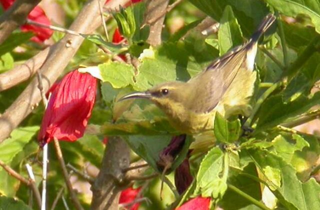 Copper Sunbird