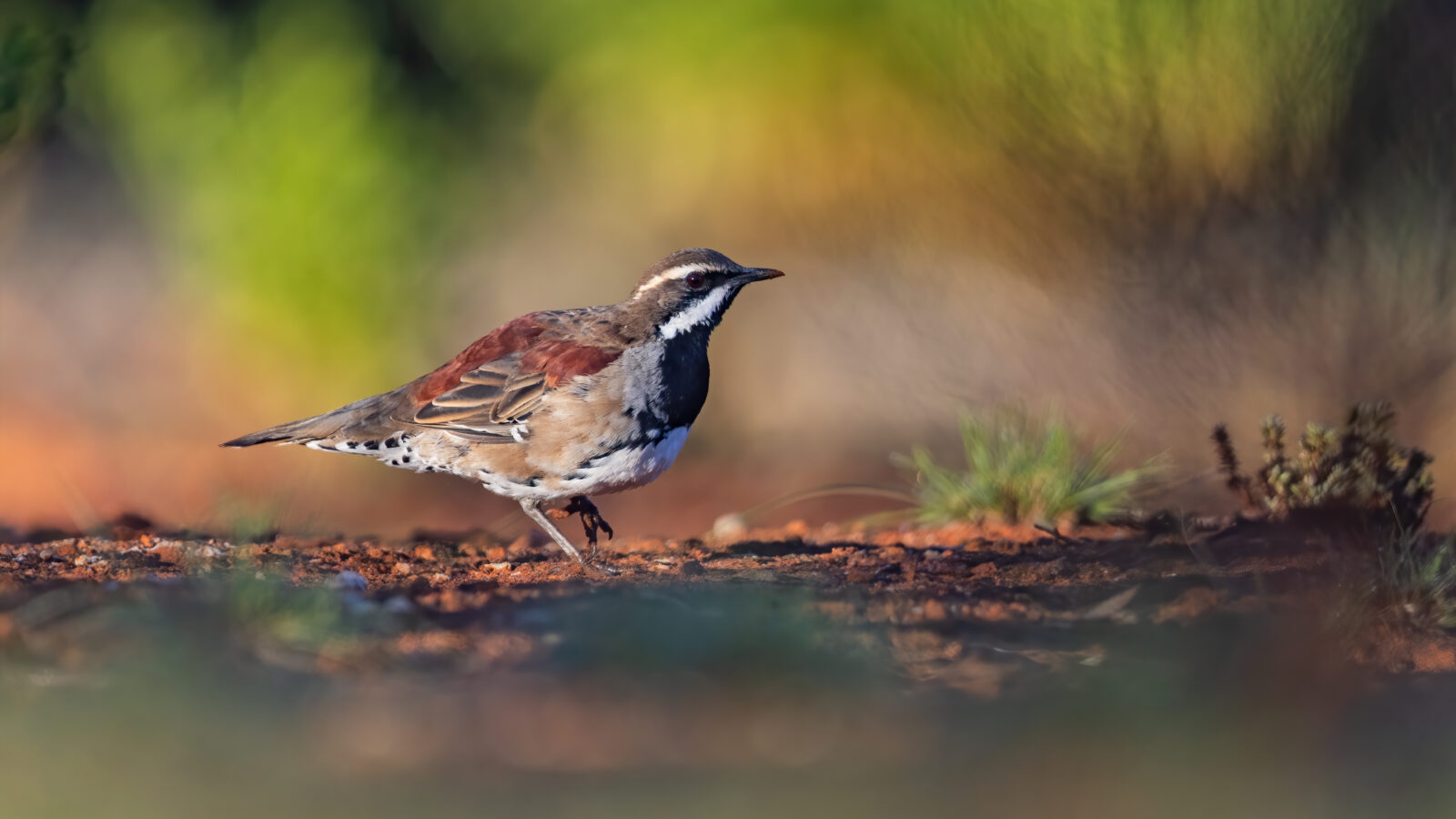 Copperback Quail-thrush