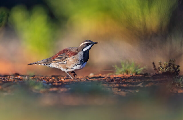 Copperback Quail-thrush