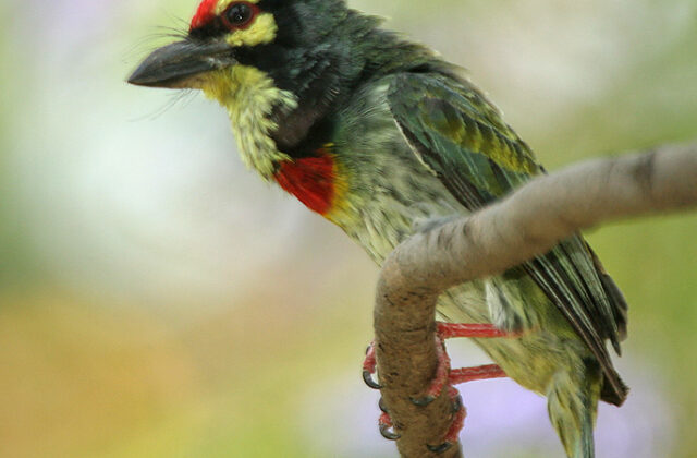 Coppersmith Barbet