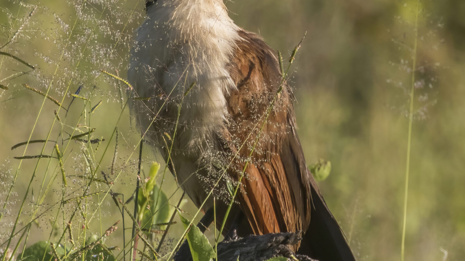 Coppery-tailed Coucal